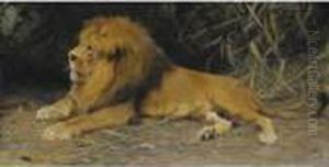 Lowe Im Versteck (lion In His Den)