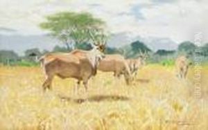 Antilopen