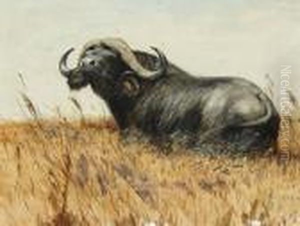 Kaffernbuffel - view 1