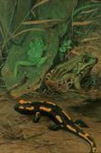 Laubfrosch, Wasserfrosch, Salamander by Wilhelm Kuhnert
