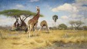 Giraffes