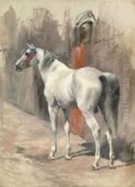 A Grey Arabian Stallion - view 1