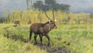 Waterbuck Waterbuck