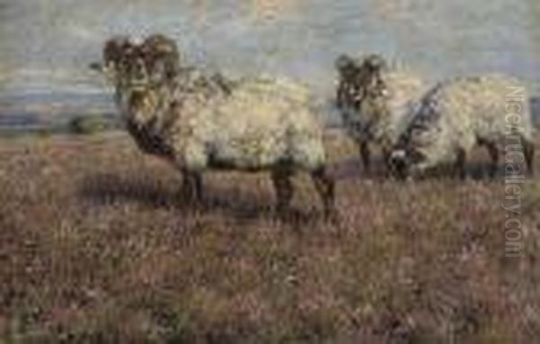 Sheep In Pasture - view 1