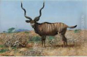 Antelope