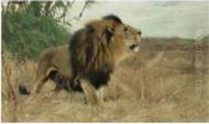 Beberlowe (berber Lion), And A Sheet Of Pencil Sketches Of Lions