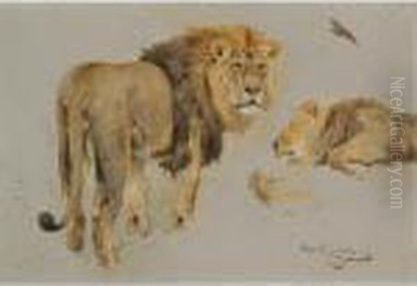 Lowenstudie (study Of Lions) - view 1