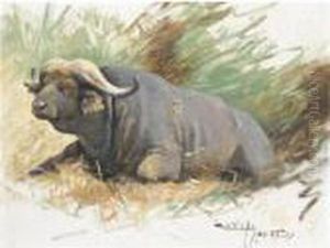 Studie Eines Kafferbuffels (study Of A Buffalo) by Wilhelm Kuhnert