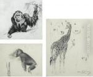 Three Studies: An Orangutan; A Chimpanzee; Giraffes by Wilhelm Kuhnert
