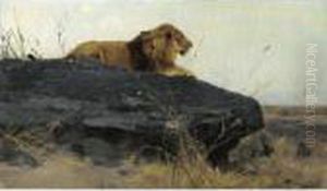 Lowe Auf Felsen (lion On A Rock) by Wilhelm Kuhnert
