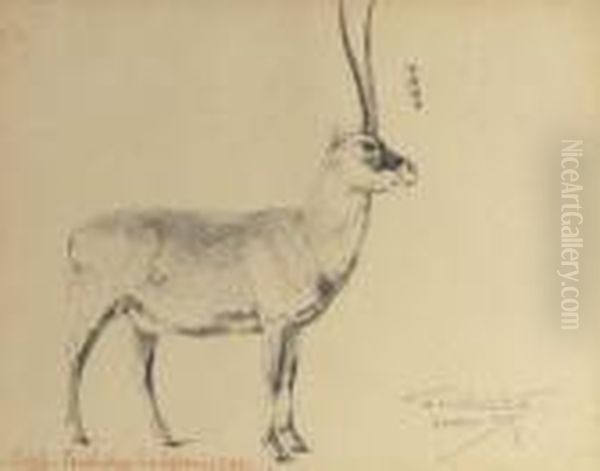 Chiru - view 1