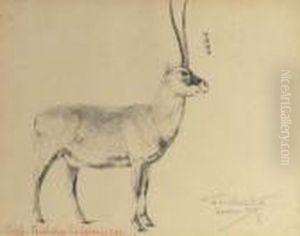 Chiru by Wilhelm Kuhnert