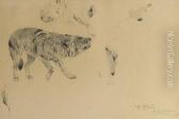 A Wolf - A Study - view 1