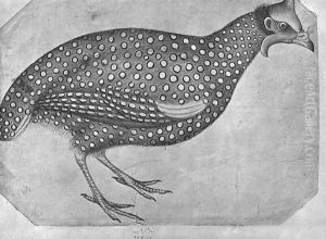Guinea Fowl, from the The Vallardi Album by Antonio Pisano (Pisanello)