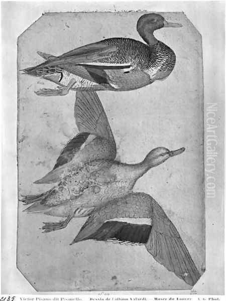 Ducks, from the The Vallardi Album 2 - view 1