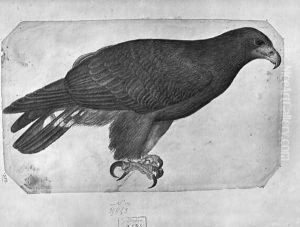 Hawk, from the The Vallardi Album by Antonio Pisano (Pisanello)