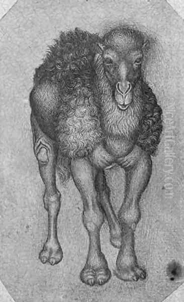 Dromedary, from the The Vallardi Album - view 1