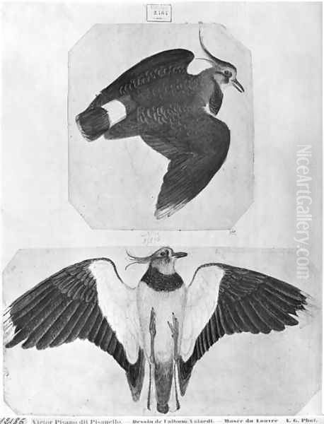 Budgerigars, from the The Vallardi Album - view 1