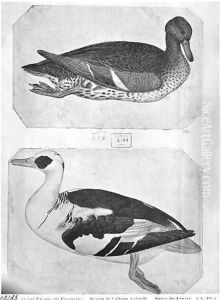 Ducks, from the The Vallardi Album