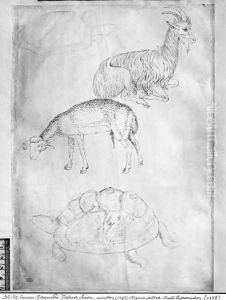 Two tortoises, goat and sheep, from the The Vallardi Album