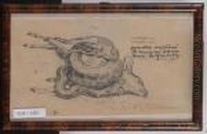 Study Of A Boa Eating A Gazelle. 28 Sept. 1912. by Charles L'Eplattenier