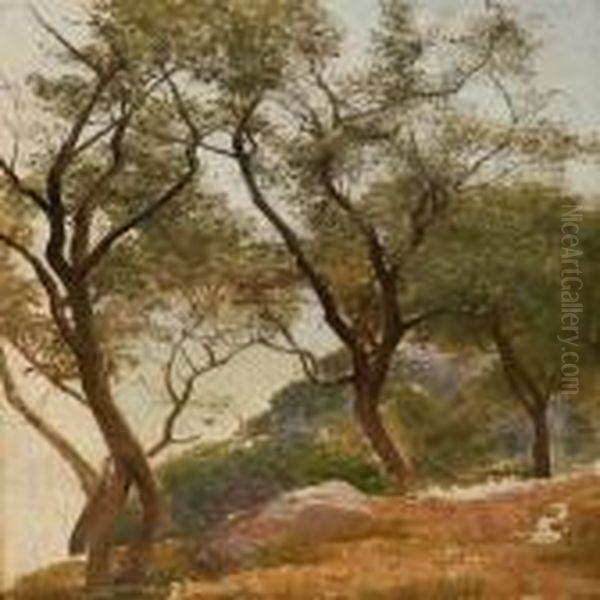 Olive Trees On A Hillside - view 1