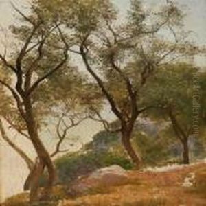 Olive Trees On A Hillside