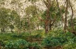 Woodland Scene