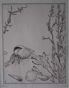 Le Bernard-l'ermite / The Hermit Crab. Planche Pour Marine. 1934 by Jean Emile Laboureur