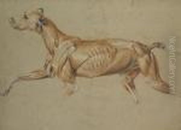 Ecorche Drawing Of A Whippet - view 1