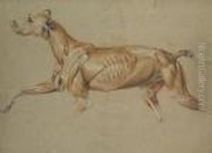 Ecorche Drawing Of A Whippet by Sir Edwin Henry Landseer