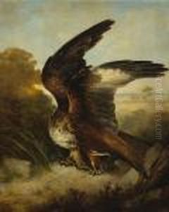 A Snake In The Talons Of An Eagle