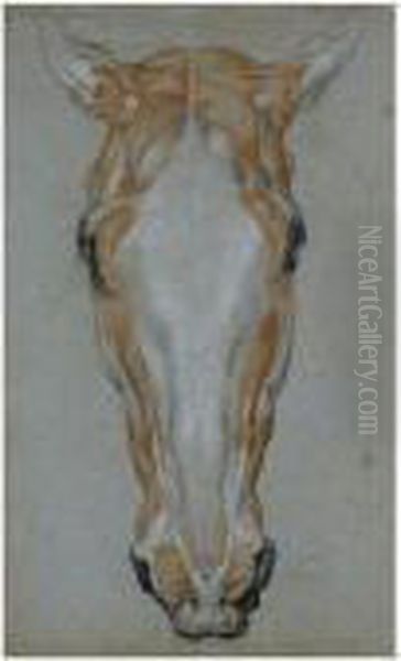 Ecorche Drawing Of A Horse's Head - view 1
