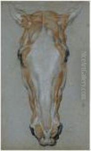 Ecorche Drawing Of A Horse's Head by Sir Edwin Henry Landseer