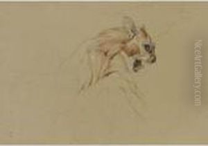 Ecorche Drawing Of The Head Of A Cat by Sir Edwin Henry Landseer