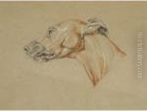 Ecorche Drawing Of The Head Of A Whippet