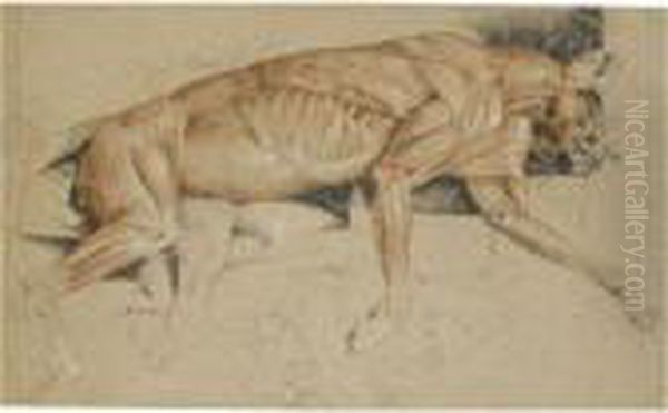 Ecorche Drawing Of A Cat - view 1