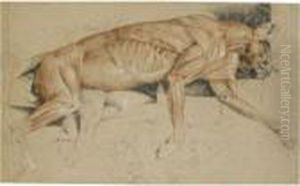 Ecorche Drawing Of A Cat by Sir Edwin Henry Landseer