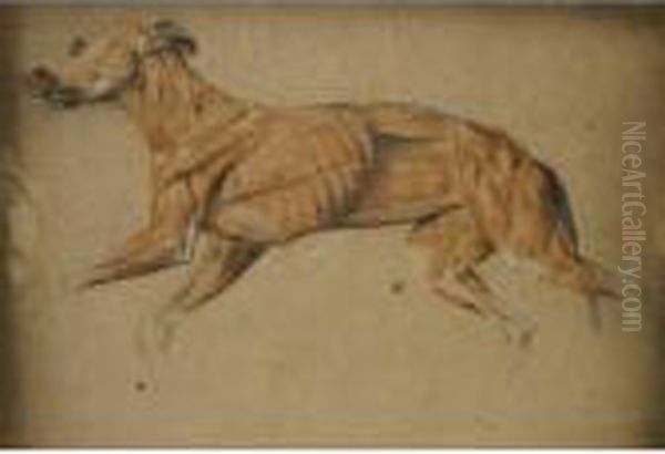 Ecorche Drawing Of A Whippet - view 1