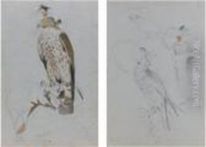 Two Studies Of Hawks