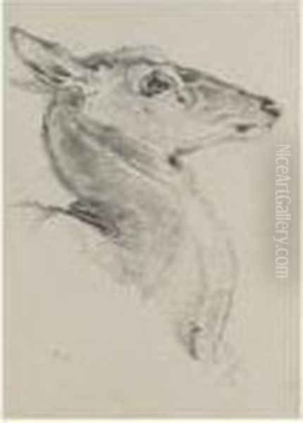 A Study For A Head Of A Deer For The Chevy Chase - view 1