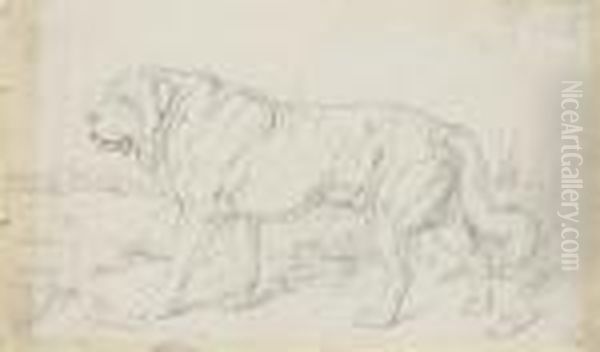 Study Of A St. Bernard Dog - view 1