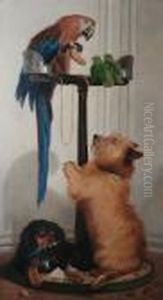 A Macaw, Lovebirds, Terrier And Spaniel Puppy A Macaw, Lovebirds, Terrier And Spaniel Puppy