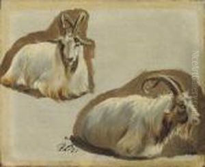 Studies Of Ibex Studies Of Ibex