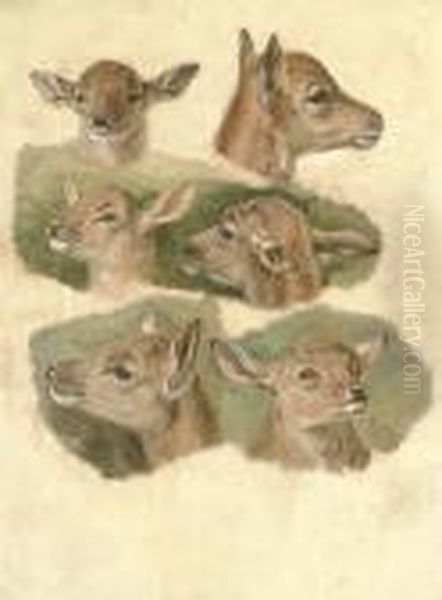Six Studies Of A Fawn - view 1