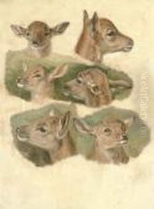 Six Studies Of A Fawn by Sir Edwin Henry Landseer