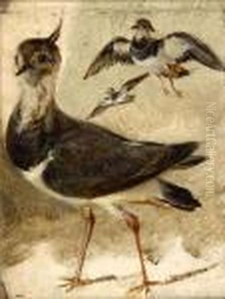 Study Of A Lapwing - view 1