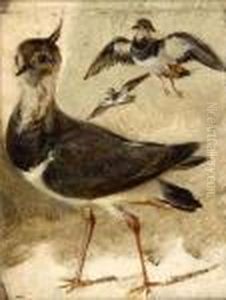 Study Of A Lapwing