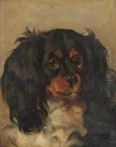 Head Study Of A Cavalier King Charles Spaniel