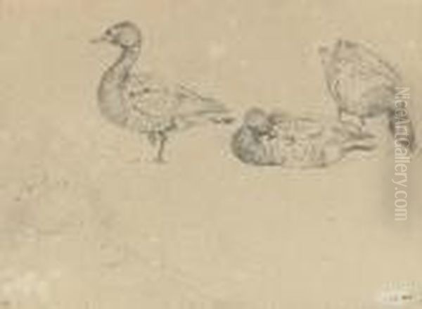Studies Of Ducks - view 1